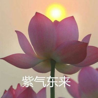 聪明的一休之旅最新版下载